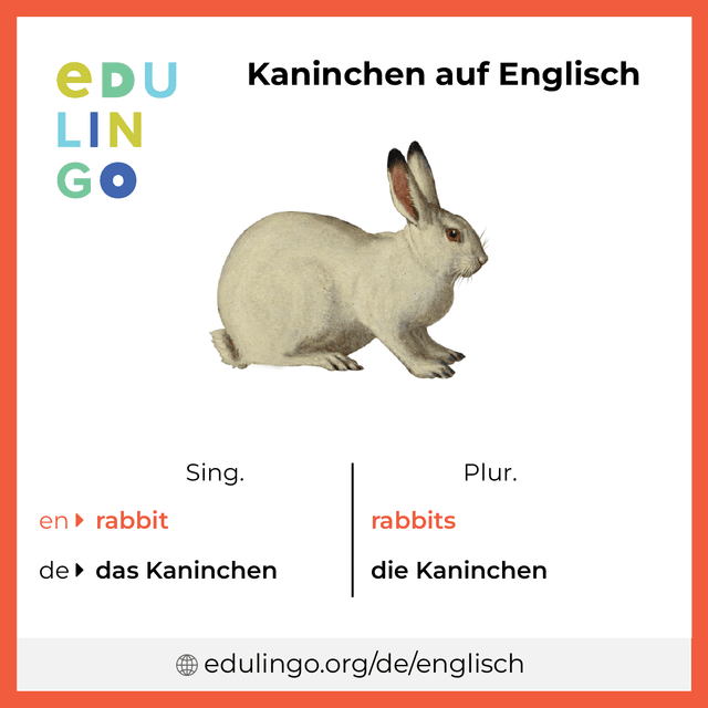Kaninchen auf Englisch Vokabelbild mit Singular und Plural zum Herunterladen und Ausdrucken