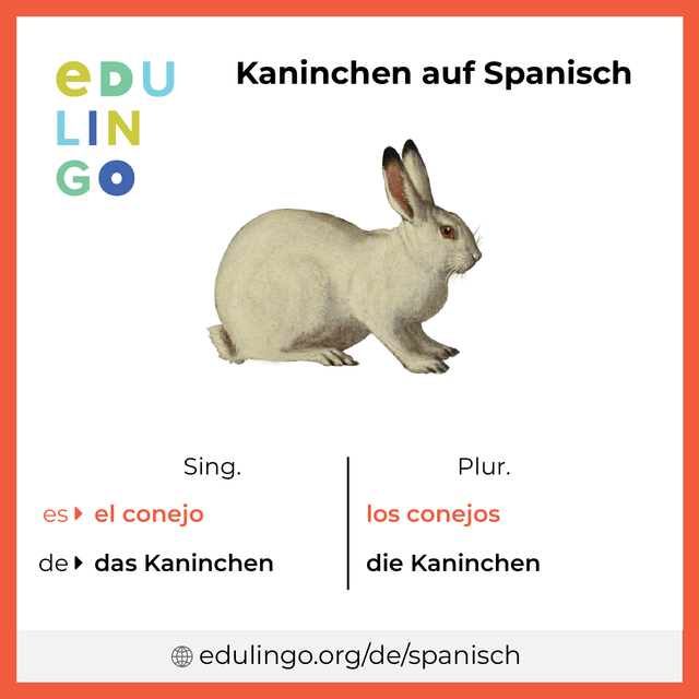 Kaninchen auf Spanisch Vokabelbild mit Singular und Plural zum Herunterladen und Ausdrucken