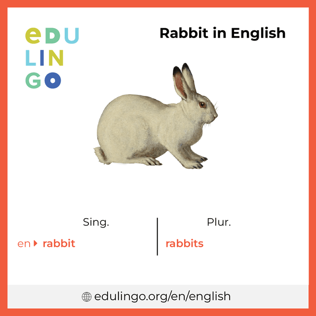 Rabbit in English vocabulary picture with singular and plural for download and printing