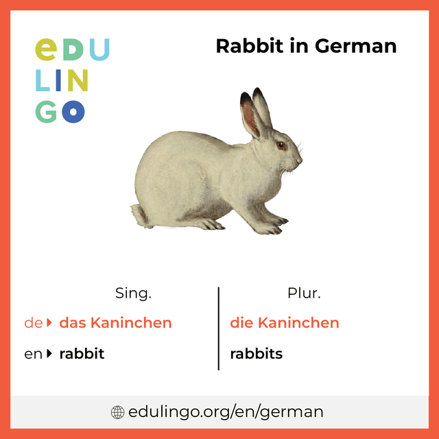 Rabbit in German vocabulary picture with singular and plural for download and printing