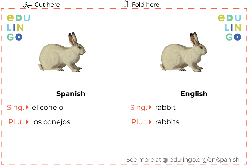 Rabbit in Spanish • Writing and pronunciation (with pictures)