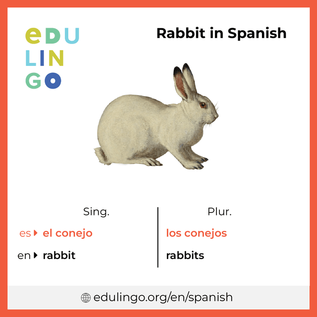 Rabbit in Spanish vocabulary picture with singular and plural for download and printing