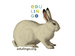 Imagen Miniatura Conejo en inglés