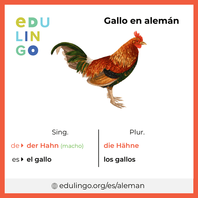 Imagen de vocabulario Gallo en alemán con singular y plural para descargar e imprimir