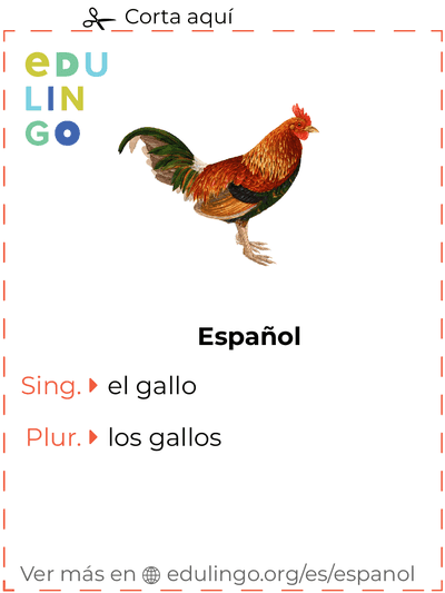 Ficha de Vocabulario Gallo en español para imprimir, practicar y aprender