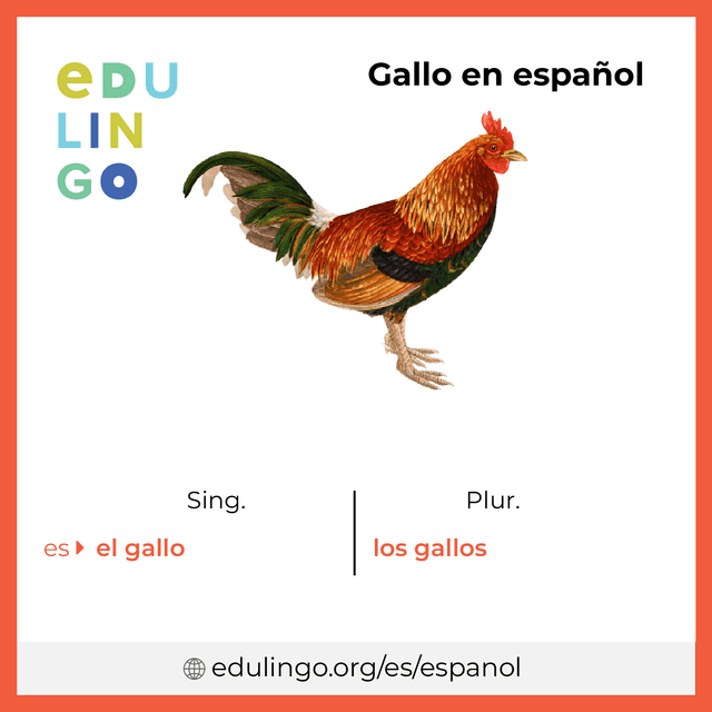 Imagen de vocabulario Gallo en español con singular y plural para descargar e imprimir