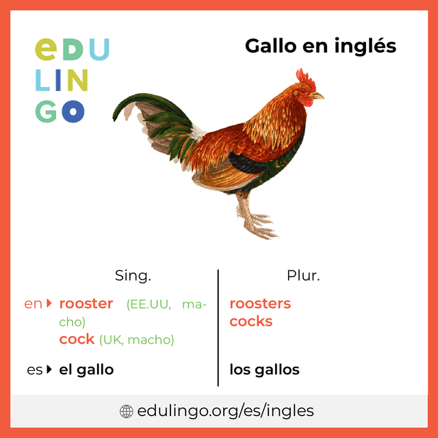 Imagen de vocabulario Gallo en inglés con singular y plural para descargar e imprimir
