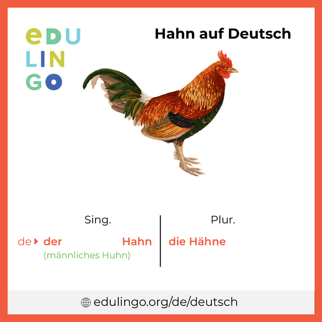 Hahn auf Deutsch Vokabelbild mit Singular und Plural zum Herunterladen und Ausdrucken