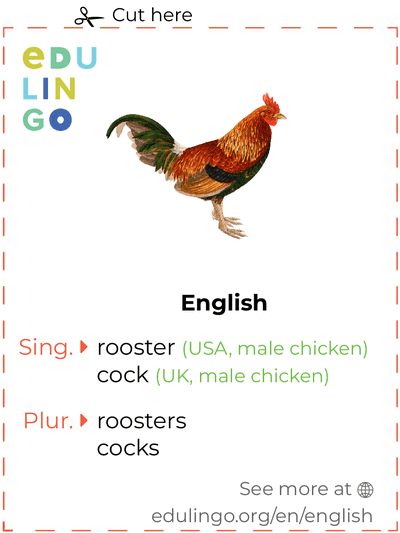 Rooster in English vocabulary flashcard for printing, practicing and learning
