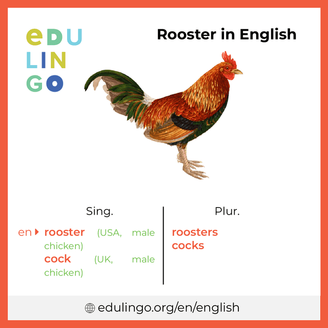 Rooster in English vocabulary picture with singular and plural for download and printing