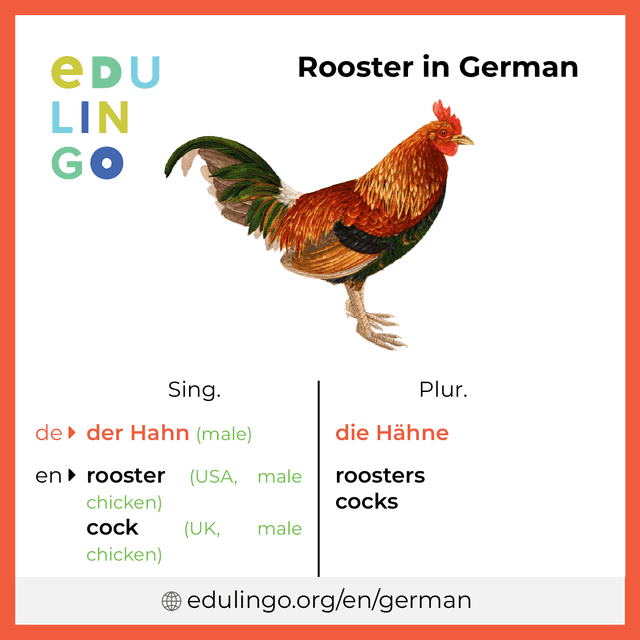 Rooster in German vocabulary picture with singular and plural for download and printing
