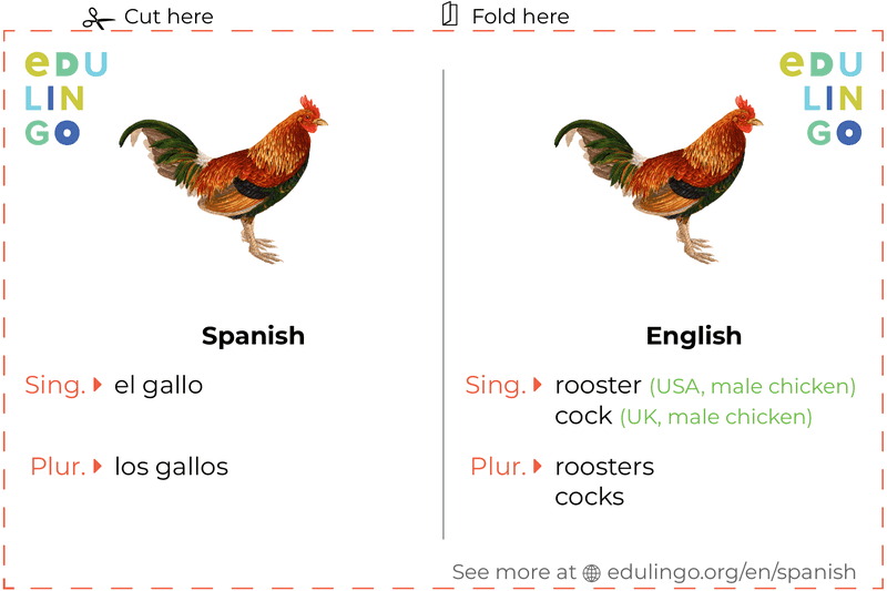 Rooster in Spanish vocabulary flashcard for printing, practicing and learning