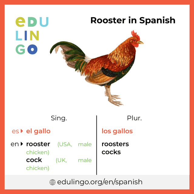 Rooster in Spanish vocabulary picture with singular and plural for download and printing
