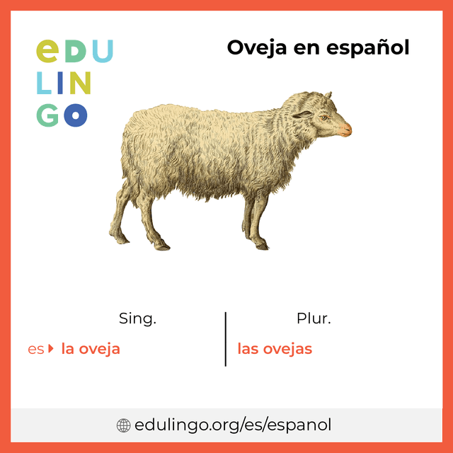 Imagen de vocabulario Oveja en español con singular y plural para descargar e imprimir