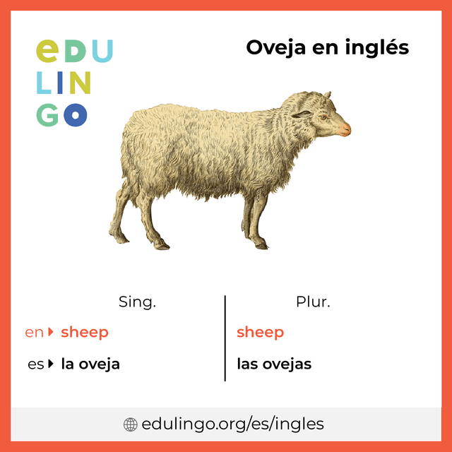 Imagen de vocabulario Oveja en inglés con singular y plural para descargar e imprimir