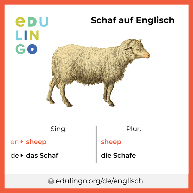 Schaf auf Englisch Vokabelbild mit Singular und Plural zum Herunterladen und Ausdrucken