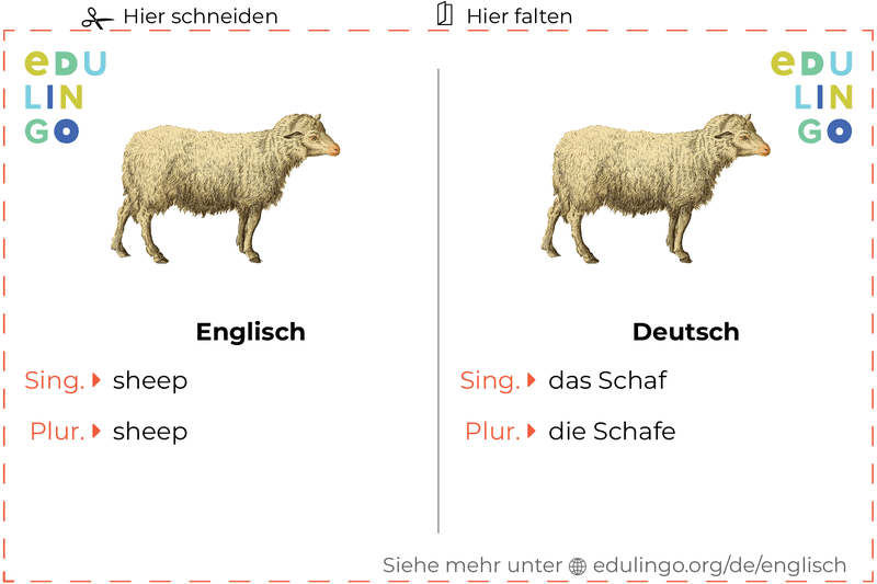Schaf auf Englisch Vokabelkartei zum Ausdrucken, Üben und Lernen