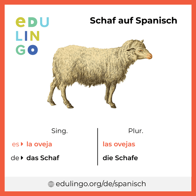 Schaf auf Spanisch Vokabelbild mit Singular und Plural zum Herunterladen und Ausdrucken