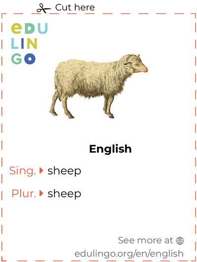 Sheep in English vocabulary flashcard for printing, practicing and learning