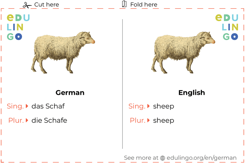 Sheep in German vocabulary flashcard for printing, practicing and learning