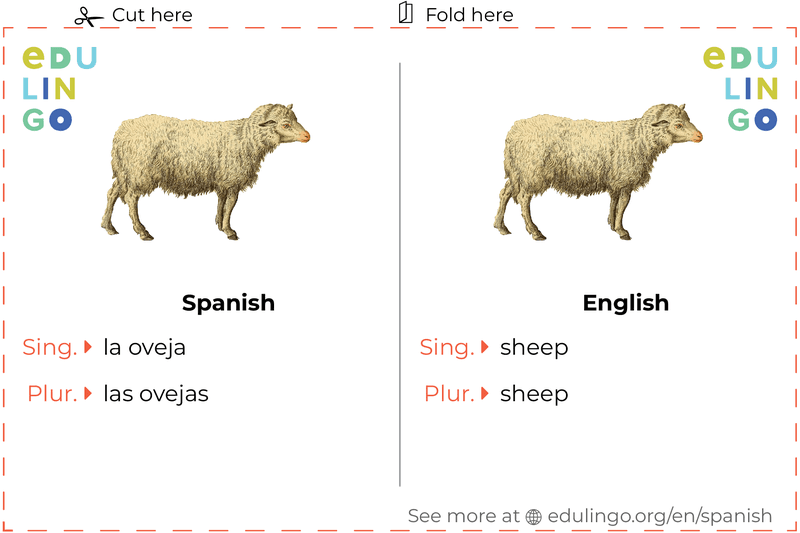 Sheep in Spanish vocabulary flashcard for printing, practicing and learning