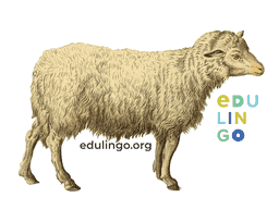 Thumbnail: Sheep in English