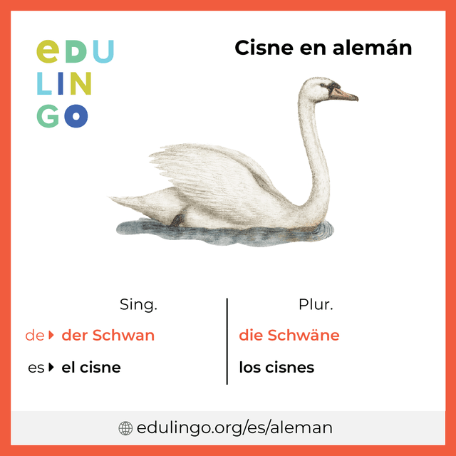Imagen de vocabulario Cisne en alemán con singular y plural para descargar e imprimir