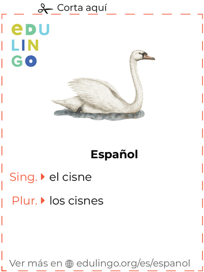 Ficha de Vocabulario Cisne en español para imprimir, practicar y aprender