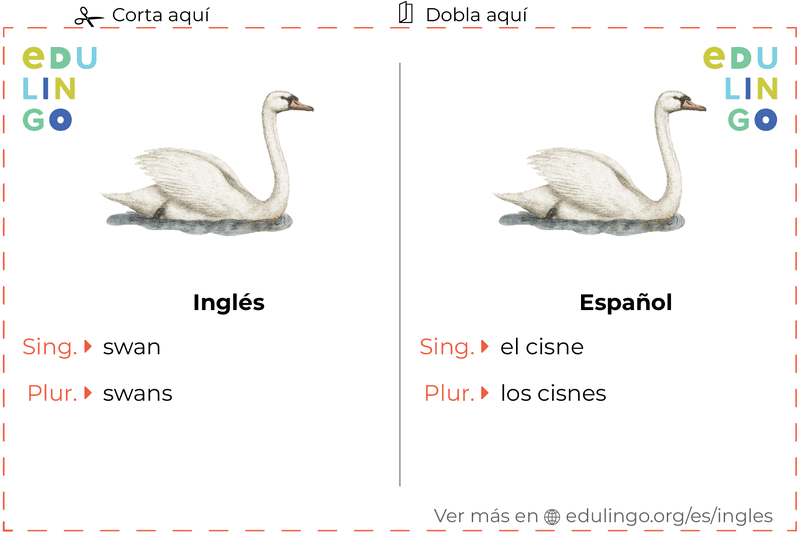 Ficha de Vocabulario Cisne en inglés para imprimir, practicar y aprender