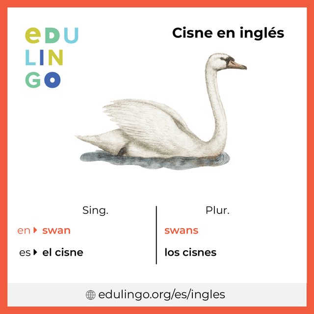 Imagen de vocabulario Cisne en inglés con singular y plural para descargar e imprimir