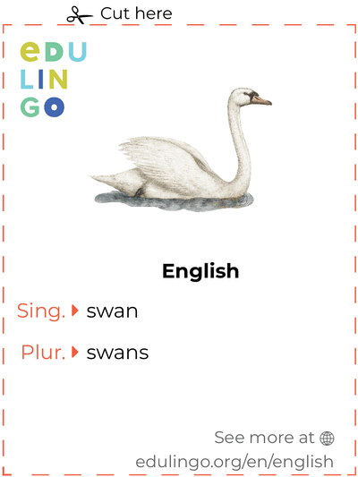 Swan in English vocabulary flashcard for printing, practicing and learning