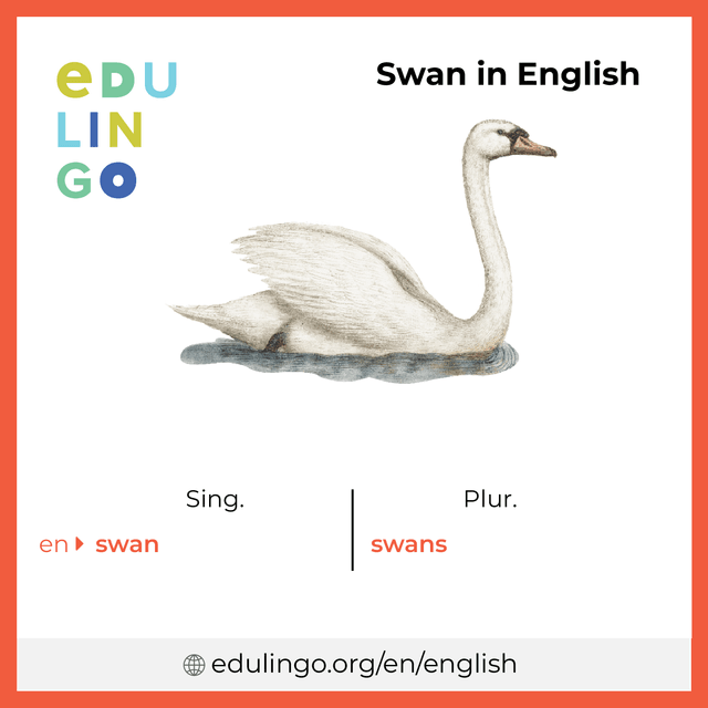 Swan in English vocabulary picture with singular and plural for download and printing