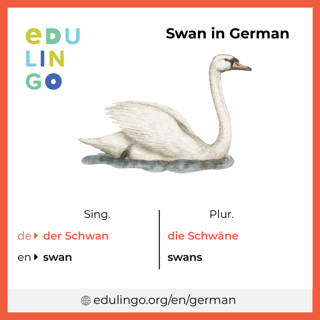 Swan in German vocabulary picture with singular and plural for download and printing