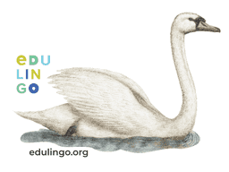 Thumbnail: Swan in Spanish