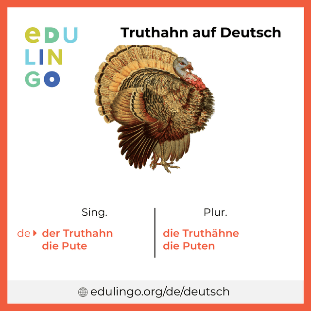 Truthahn auf Deutsch Vokabelbild mit Singular und Plural zum Herunterladen und Ausdrucken