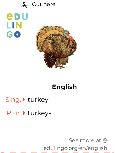 Turkey in English vocabulary flashcard for printing, practicing and learning
