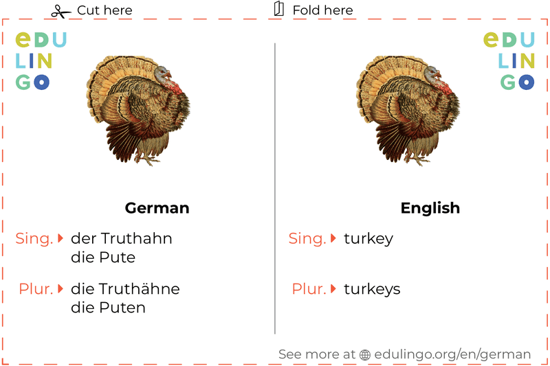 Turkey in German vocabulary flashcard for printing, practicing and learning