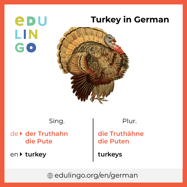 Turkey in German vocabulary picture with singular and plural for download and printing