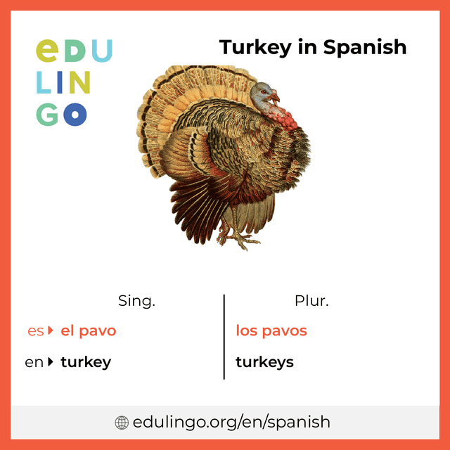 Turkey in Spanish vocabulary picture with singular and plural for download and printing