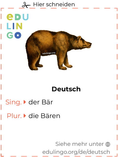 Bär auf Deutsch Vokabelkartei zum Ausdrucken, Üben und Lernen