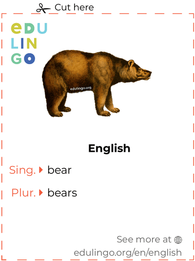 Bear in English vocabulary flashcard for printing, practicing and learning