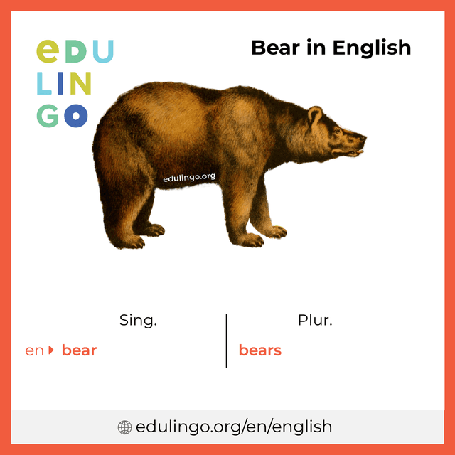 Bear in English vocabulary picture with singular and plural for download and printing