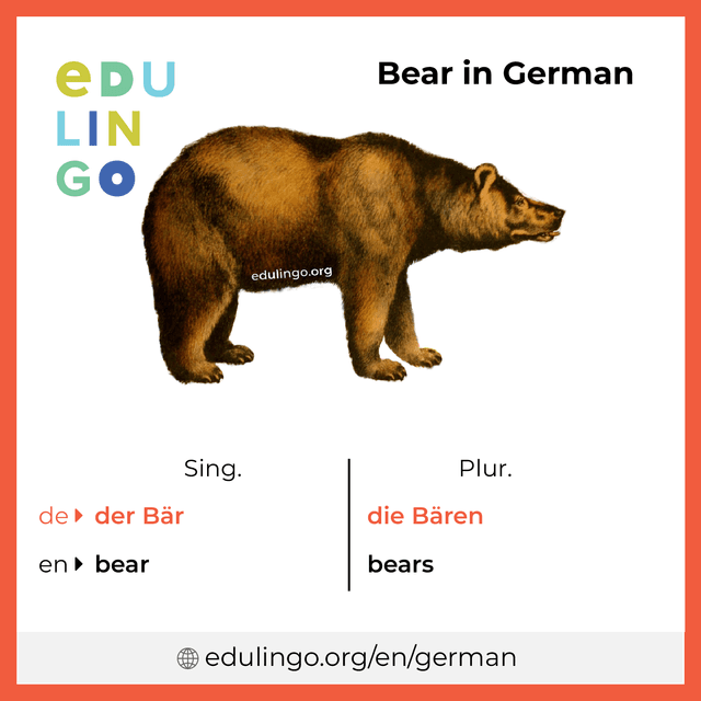 Bear in German vocabulary picture with singular and plural for download and printing