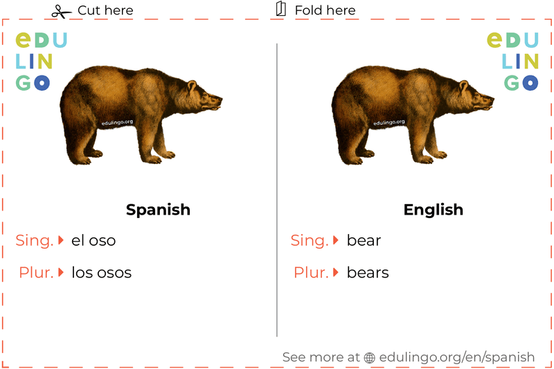 Bear in Spanish vocabulary flashcard for printing, practicing and learning
