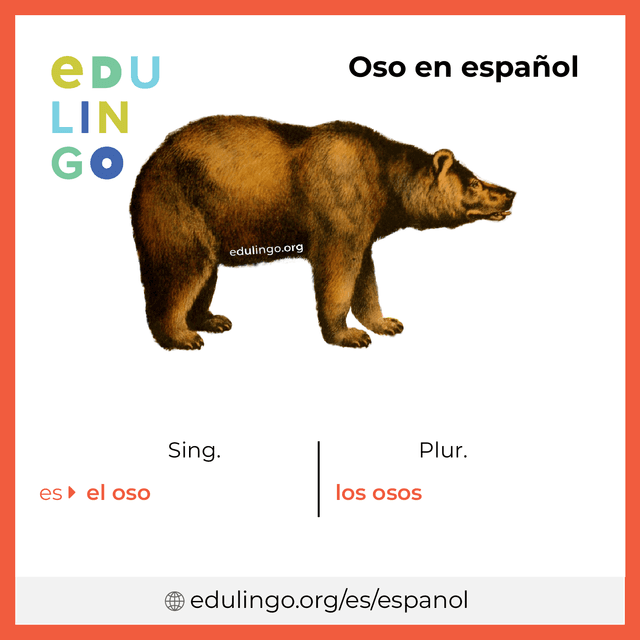 Imagen de vocabulario Oso en español con singular y plural para descargar e imprimir