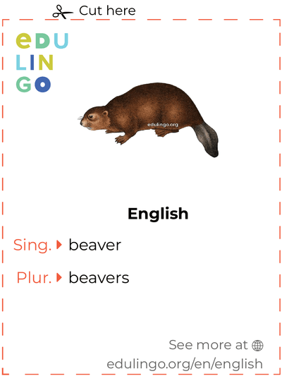 Beaver in English vocabulary flashcard for printing, practicing and learning