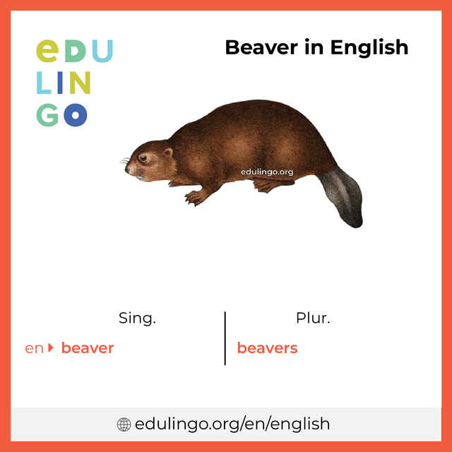 Beaver in English vocabulary picture with singular and plural for download and printing