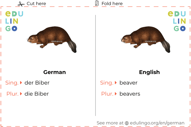 Beaver in German vocabulary flashcard for printing, practicing and learning