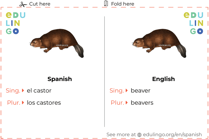 Beaver in Spanish vocabulary flashcard for printing, practicing and learning
