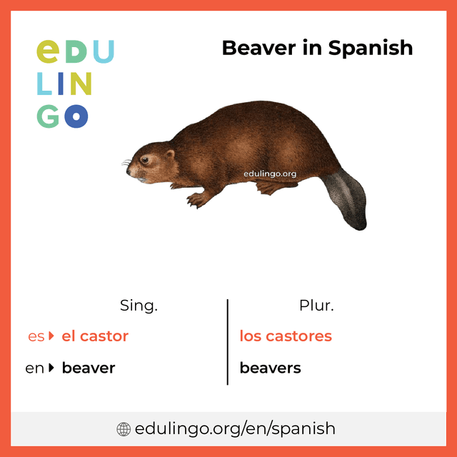 Beaver in Spanish vocabulary picture with singular and plural for download and printing